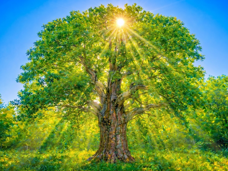 How I Deemed My&nbsp;Light